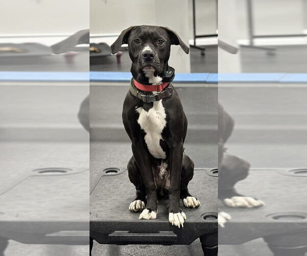 Medium Photo #4 American Pit Bull Terrier-Labrador Retriever Mix Puppy For Sale in Brewster, NY, USA
