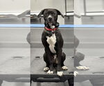 Small #3 American Pit Bull Terrier-Labrador Retriever Mix