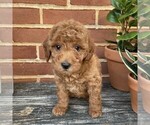 Small #3 Goldendoodle (Miniature)