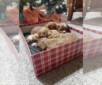 Small Photo #1 Cavapoo Puppy For Sale in FINDLAY, OH, USA