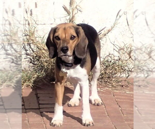 Medium Photo #2 Beagle-Unknown Mix Puppy For Sale in Tucson, AZ, USA
