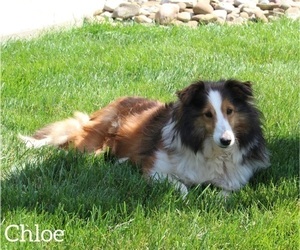 Mother of the Shetland Sheepdog puppies born on 07/12/2023