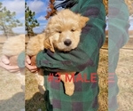 Small Photo #25 Goldendoodle Puppy For Sale in CLARKSVILLE, TX, USA