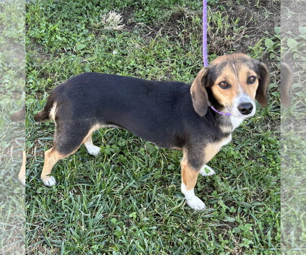 Medium Photo #2 Doxle Puppy For Sale in Batavia, OH, USA