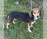 Small Photo #2 Doxle Puppy For Sale in Batavia, OH, USA