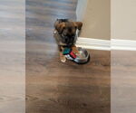 Small #2 Labrador Retriever Mix