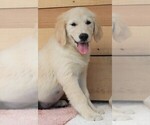 Small Photo #9 Golden Retriever Puppy For Sale in SYRACUSE, IN, USA