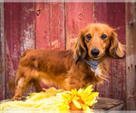Small Photo #12 Dachshund Puppy For Sale in WAKARUSA, IN, USA