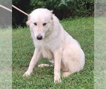 Small #3 Great Pyrenees Mix