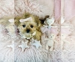 Small Maltipoo (Miniature)