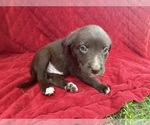 Small Photo #45 Borador Puppy For Sale in MARION, VA, USA