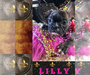 French Bulldog Puppy for sale in HEATHROW, FL, USA