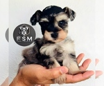 Puppy Jasper Schnauzer (Miniature)