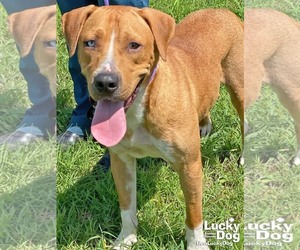 Retriever -Unknown Mix Dogs for adoption in Washington, DC, USA
