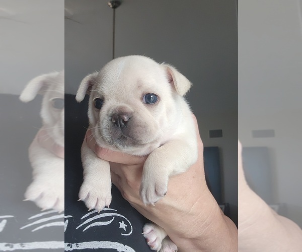 Medium Photo #3 French Bulldog Puppy For Sale in FT MYERS, FL, USA