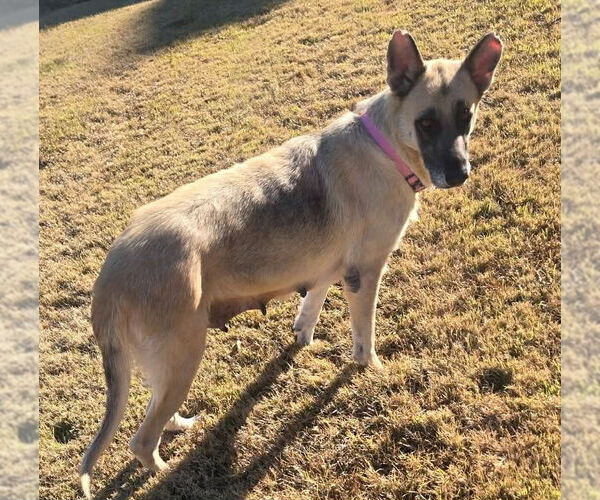 Medium Photo #2 German Shepherd Dog Puppy For Sale in Canton, CT, USA