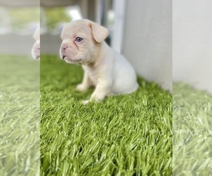 French Bulldog Puppy for sale in ATLANTA, GA, USA