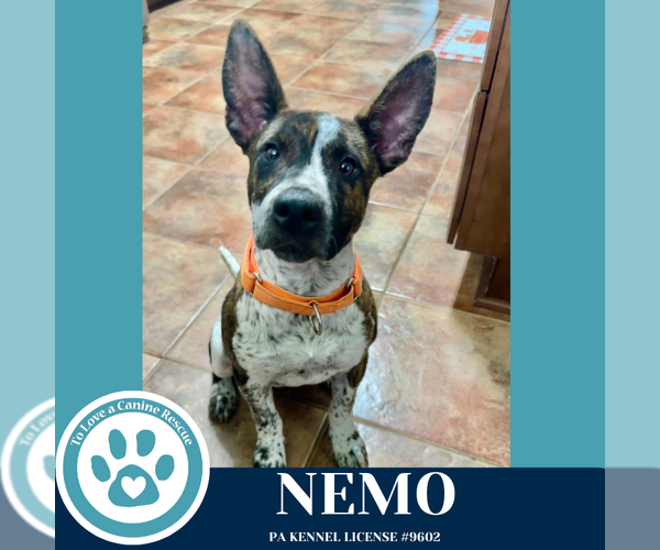 Medium Photo #1 Mutt Puppy For Sale in Kimberton, PA, USA