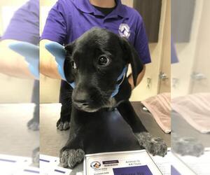 Labrador Retriever Dogs for adoption in Conroe, TX, USA