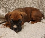 Small Photo #5 Boxer Puppy For Sale in JOLIET, IL, USA