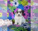 Small Photo #3 Bichpoo Puppy For Sale in NOTTINGHAM, PA, USA