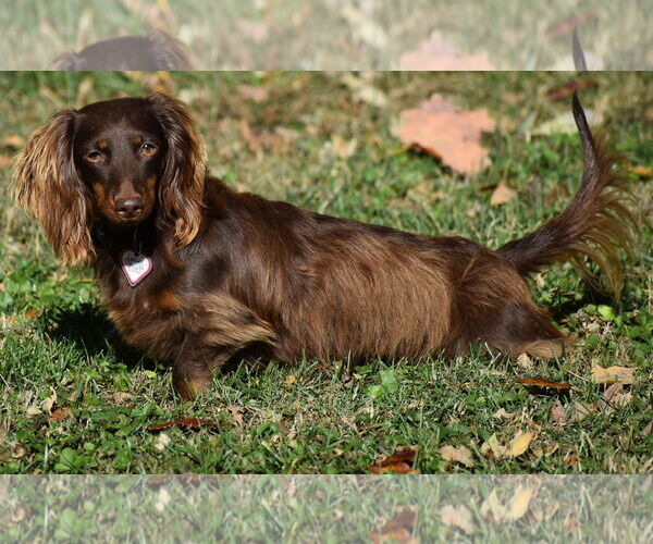Medium Photo #12 Dachshund Puppy For Sale in Shelbyville, TN, USA