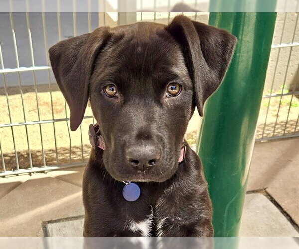 Medium Photo #1 Labrador Retriever-Unknown Mix Puppy For Sale in Martinez, CA, USA