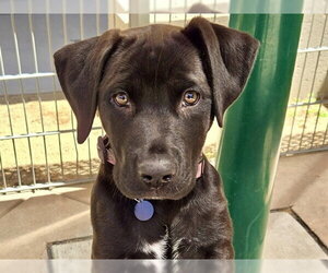 Labrador Retriever-Unknown Mix Dogs for adoption in Martinez, CA, USA