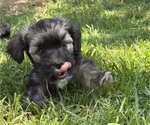 Small Photo #29 Havanese Puppy For Sale in BRISBANE, CA, USA