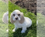 Small Cocker Spaniel