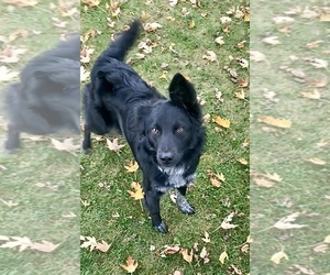 Akita-Australian Shepherd Mix Dog for Adoption in BONDUEL, Wisconsin USA