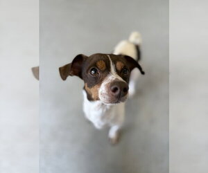 Carter #1284 - Male Jackshund Dog for Adoption - Photo #3