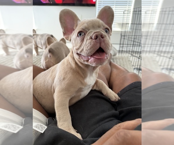 Medium Photo #20 French Bulldog Puppy For Sale in ARVERNE, NY, USA
