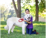 Small #7 Great Pyrenees Mix