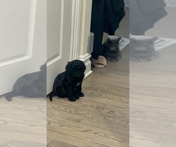 Medium Photo #12 Goldendoodle Puppy For Sale in BUDD LAKE, NJ, USA