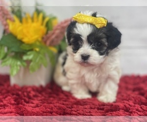 Maltese-Poodle (Toy) Mix Puppy for sale in WAYNESVILLE, MO, USA