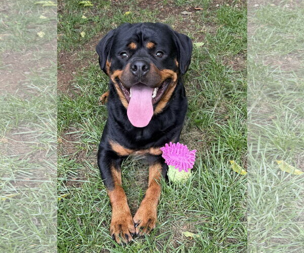 Medium Photo #6 Rottweiler Puppy For Sale in Mooresville, NC, USA