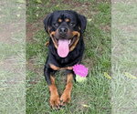 Small #5 Rottweiler