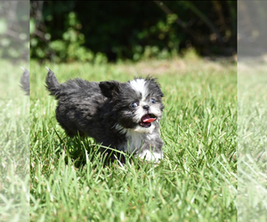 Shih Tzu Puppy for sale in PALM COAST, FL, USA