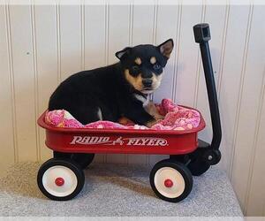 Mutt Dogs for adoption in Camarillo, CA, USA