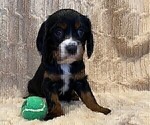 Small Photo #2 Cockalier Puppy For Sale in HERNDON, VA, USA