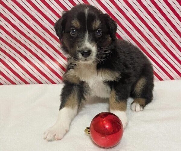 Medium Photo #10 Australian Shepherd Puppy For Sale in OLD LYME, CT, USA