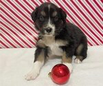 Small Photo #10 Australian Shepherd Puppy For Sale in OLD LYME, CT, USA