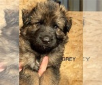 Puppy Grey German Shepherd Dog