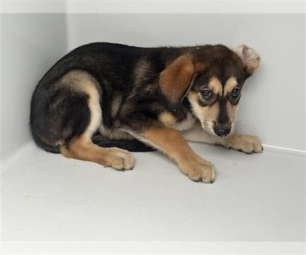 Medium Photo #1 Shepradors Puppy For Sale in Houston, TX, USA