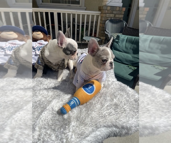 Medium Photo #13 French Bulldog Puppy For Sale in VICTORVILLE, CA, USA
