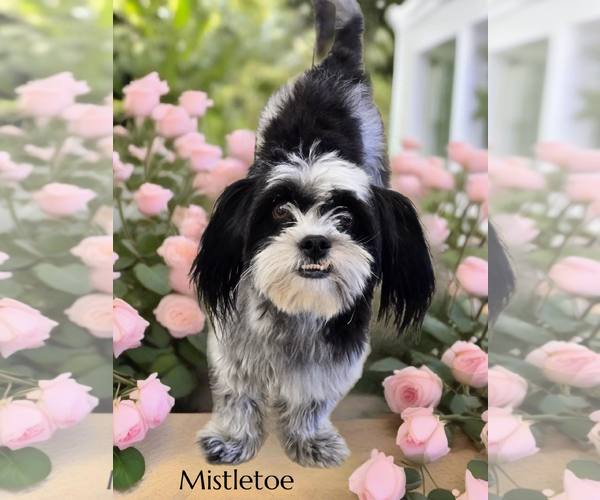 Medium Photo #2 Shih Tzu-Unknown Mix Puppy For Sale in Phelan, CA, USA