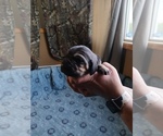 Small #7 Bloodhound