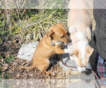 Small #1 Mutt