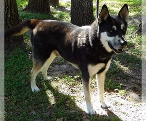 German Shepherd Dog-Siberian Husky Mix Dogs for adoption in LOGANVILLE, GA, USA